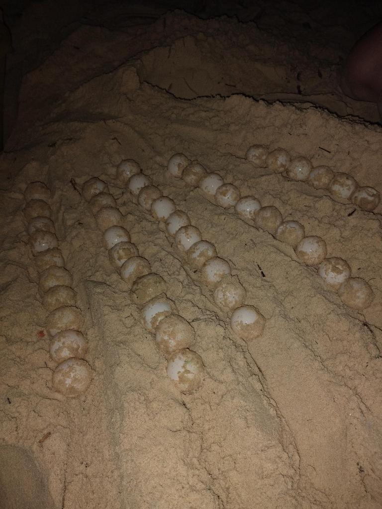 Last month, a Gold Coast local found a loggerhead sea turtle, which had burrowed itself within the sand dunes at Palm Beach, laid more than 40 eggs. Photo: Watergum Community