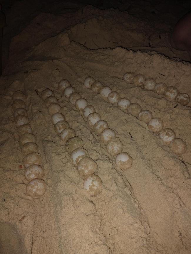 Last month, a Gold Coast local found a loggerhead sea turtle, which had burrowed itself within the sand dunes at Palm Beach, laid more than 40 eggs. Photo: Watergum Community