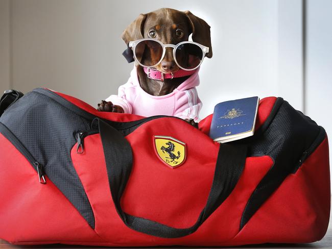 Rosie the dachshund with her bag packed dressed ready for her next trip abroad. She has travelled (via plane) to Noosa in January and spent two weeks hanging out at the beach for a two week holiday with her family, site seeing and visiting dog friendly restaurants.   Picture: David Caird