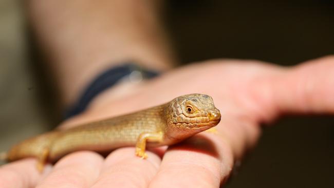 The endangered pygmy blue-tongue lizard, found only in SA grasslands, is being moved south to deal with climate change. Picture: Dylan Coker