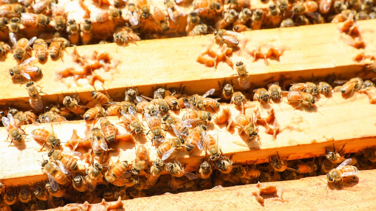 Bees are a crucial link in our food chain. Picture: Renee Nowytarger