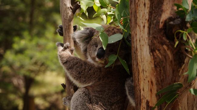 Meet the locals at Phillip Island Koala Reserve. Picture: Catherine Best