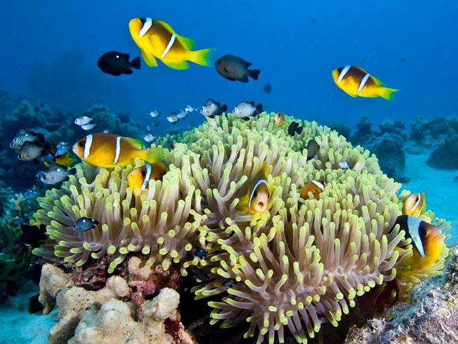 Life on the Great Barrier Reef.
