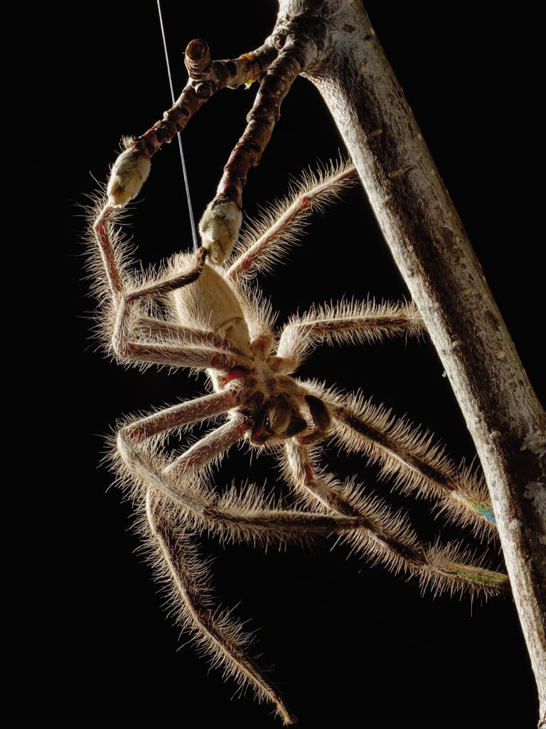 Sensory overload - Bristling with sensory hairs, this Banded Huntsman (Holconia murrayensis) is on full alert and waiting for airborne prey. Spiders have a variety of hair types, including trichobothria. These are incredibly sensitive to air movement, and allow the spider to ‘hear’ the vibrations caused by the beating of an insect’s wings and accurately pinpoint its location. Spiders like this huntsman are able to hunt in the dark without vision and still lunge with precision to capture prey in mid-flight. Image from the book, Minibeasts by Alan Henderson. Picture: Minibeasts/Alan Henderson Minibeasts, is available from www.exislpublishing,com and wherever incredible books are sold.