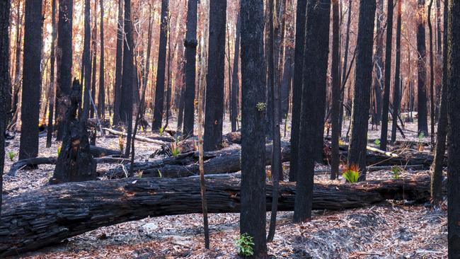 Small green shoots of life. Photo: Peter Meyer