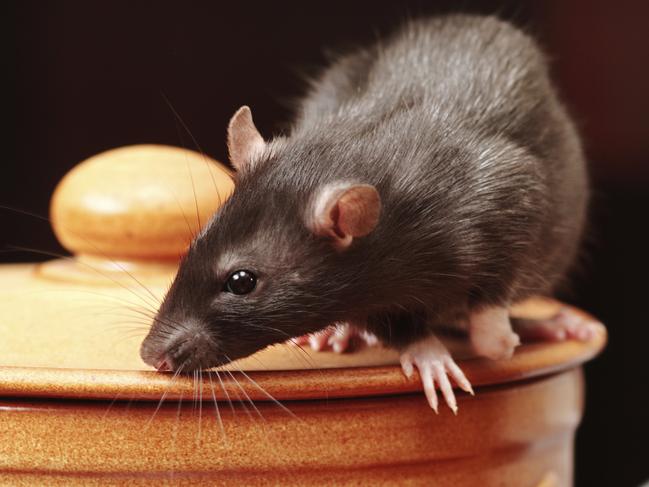 rat in kitchen,focus on a head.