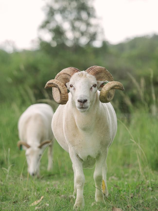 Wiltshire Horn sheep at Calico Pastoral Company, Gympie.