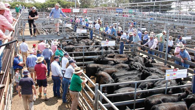 Reward potential: Elders agents take bids at the Hamilton weaner sales last week, where the season and number of cattle available was the main talking point among both buyers and vendors.