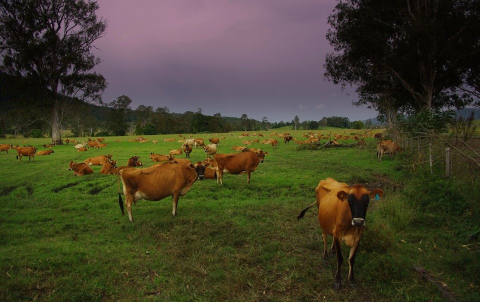 Curious cattle at Bentley, something different from my usual sunsets and landscapes, hope you enjoy. Picture: Russell Riordan