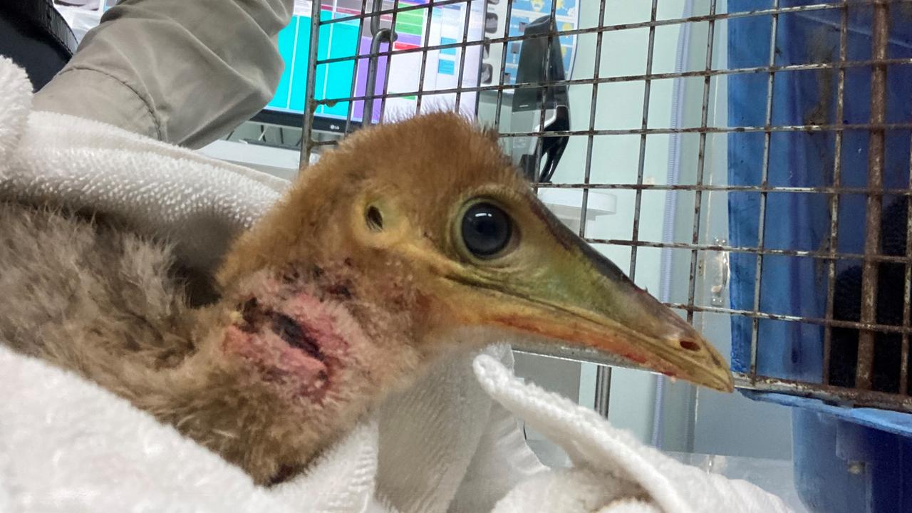 The baby cassowary chick was found abandoned with a large gash around its neck on a Bingil Bay property. Picture: Supplied.