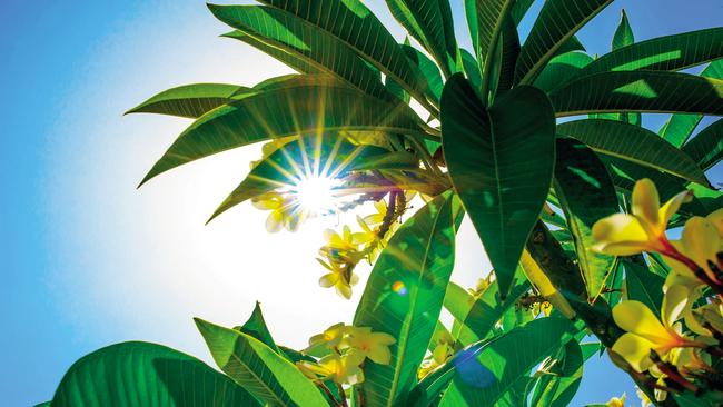 Rays of the sun through leaves and flowers of frangipani.