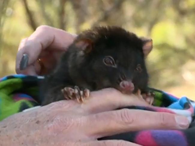 Seven News cameras were on hand to capture the moment possum Kaya bit the finger of WA MP Reece Whitby.