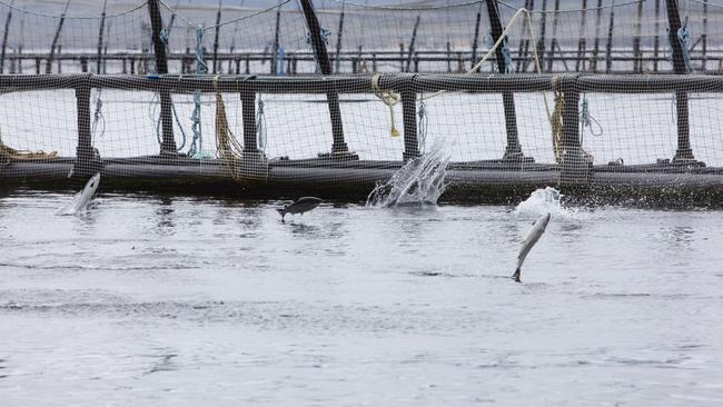 Huon Aquaculture salmon farming operations. Picture: SUPPLIED