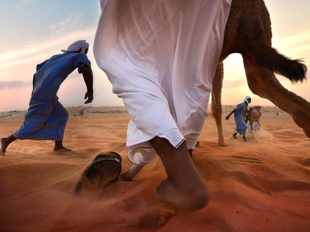 Image Name: Challenge. Image Description: The photo was taken during the Al Dhafra Camel and Heritage Festival in the western region of Abu Dhabi, the annual occasion to celebrate the rich culture and tradition of the region. Copyright: Don Ferdinand Tabbun, Philippines, Shortlist, Open Culture and Winner, UAE National Award. Picture: Sony World Photography Awards/ Don Ferdinand