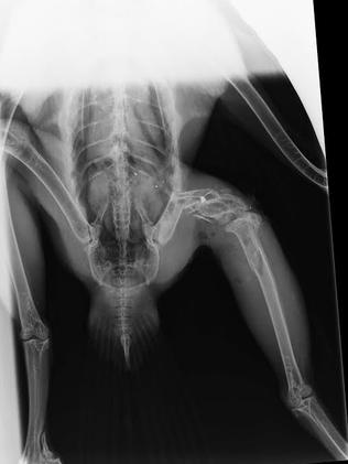 An X-ray showing the damaged thigh of the shot eagle. Picture: SUPPLIED