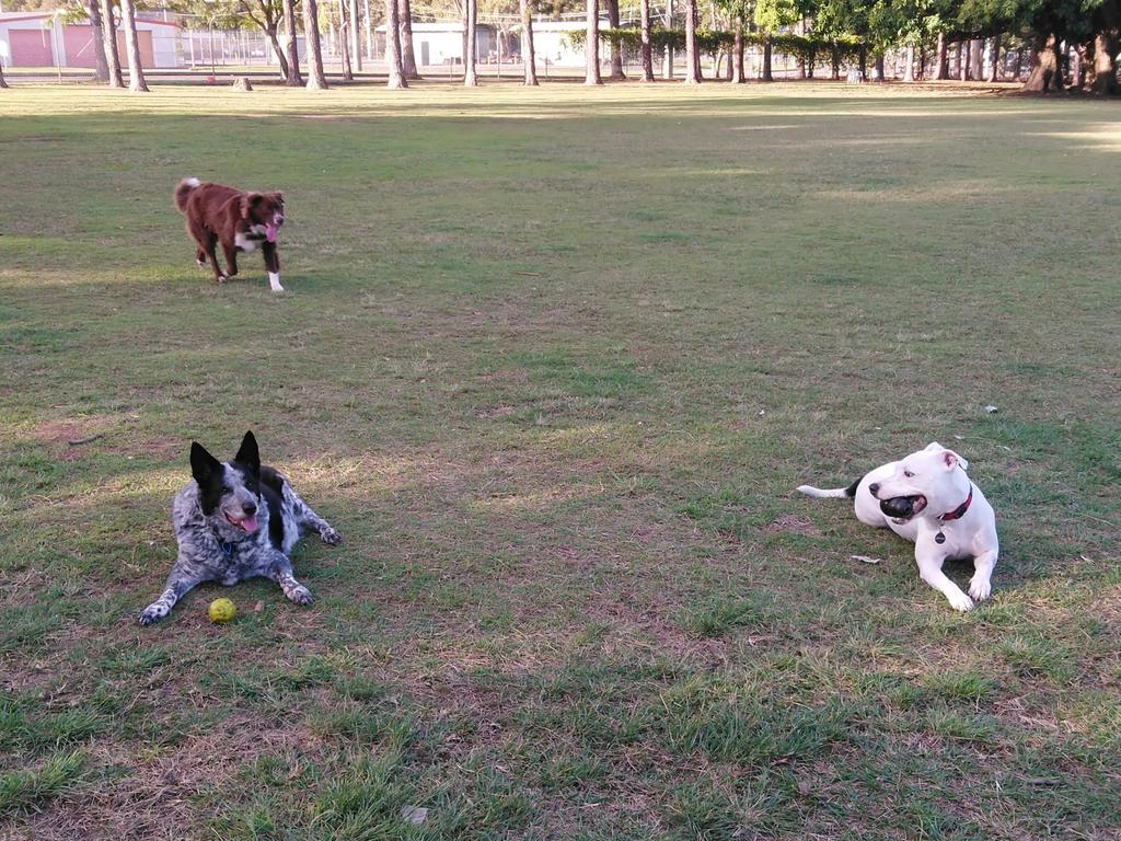 South Burnett residents are being urged to register their dogs or face penalties.