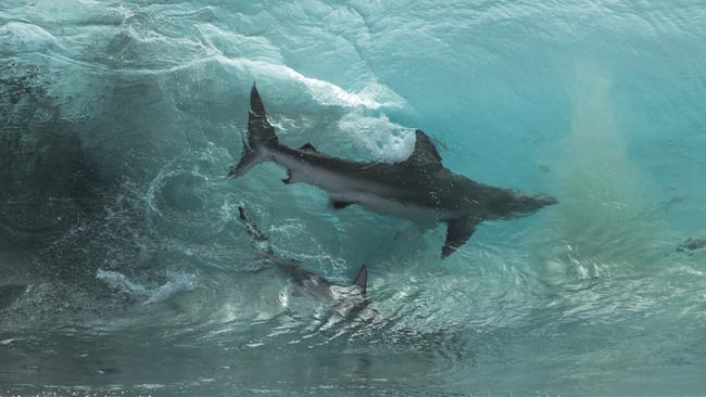 <s1>Fangs for the memories! A Western Australian photographer got up close and personal with sharks just metres from the beach. Pictures: Diimex/Sean Scott.</s1>