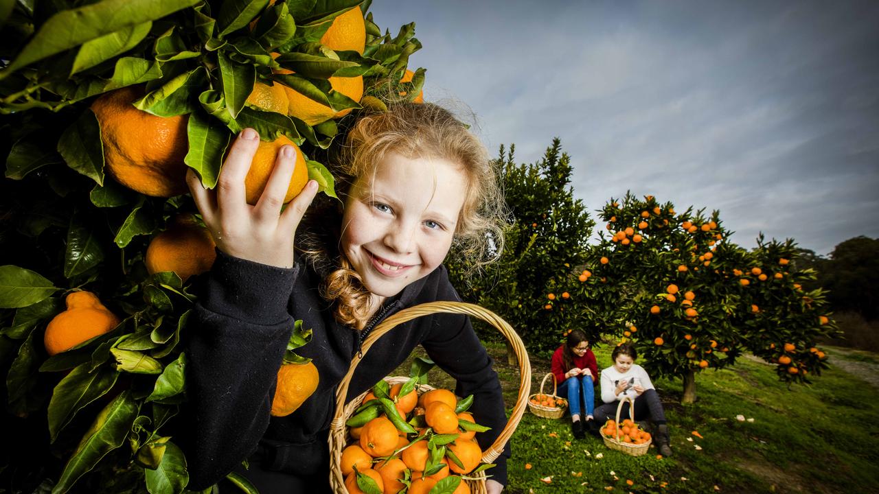 Rayner’s Orchard: Visitors welcome to Yarra Valley fruit farm | The ...