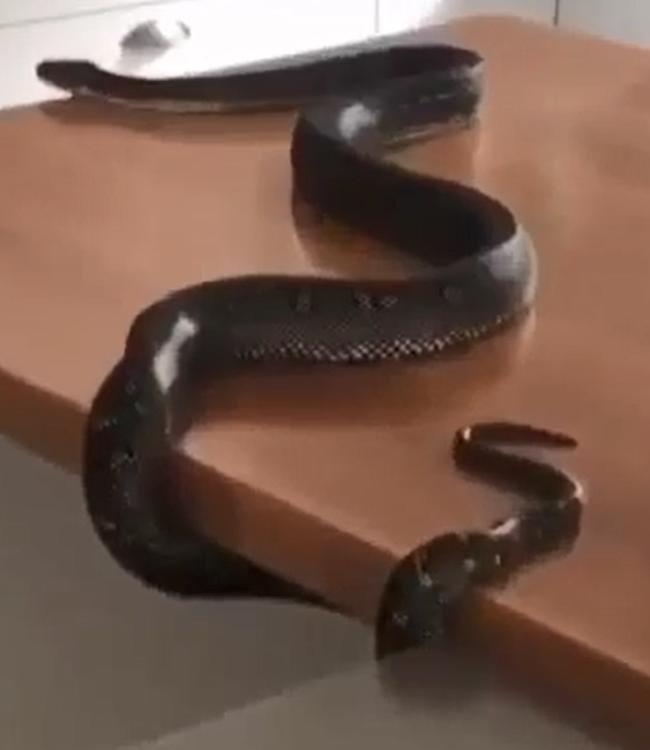 Diamond python on a kitchen bench at Tumbi Umbi.