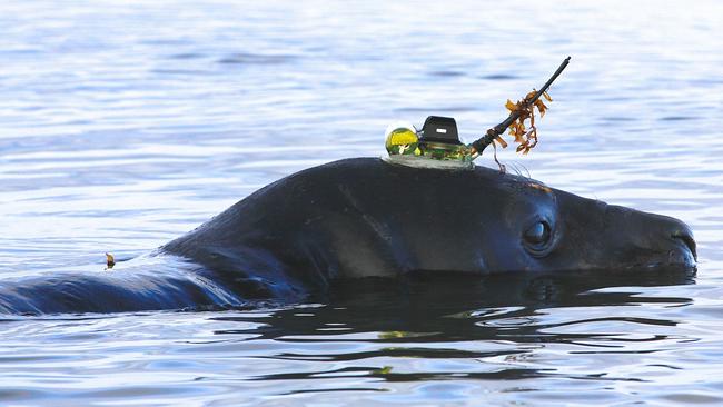 An elephant seal with satellite tracking device is one of many seals who have helped provide scientist data about the ocean floor in East Antarctica. Photo: Clive McMahon at IMOS and SIMS