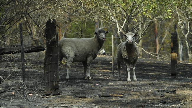 Sheep are seen on a fire-damaged property in Sarsfield, East Gippsland. Picture: AAP