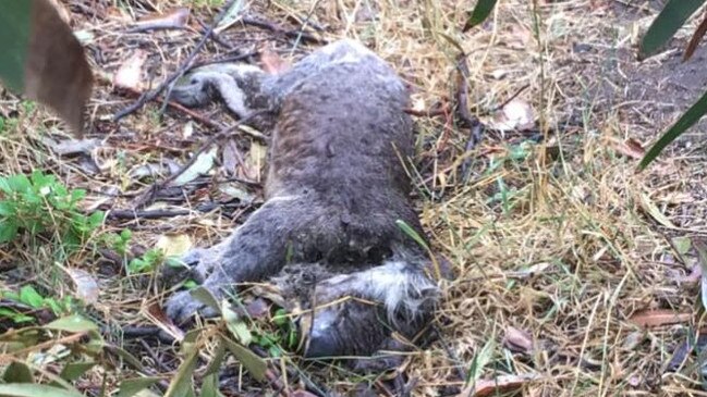 There are reports hundreds of koalas were starved when their habitat was logged. Picture: Helen Oakley