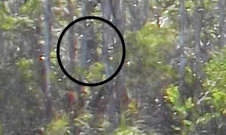 Gympie named hotspot with horrifying 'Yowie' tales | The Courier Mail
