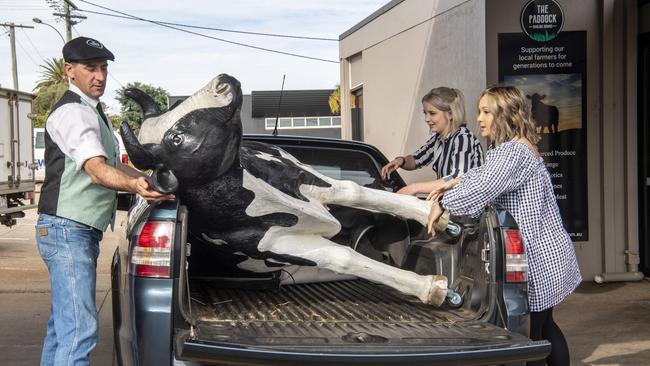 ON THE MOOVE: Betsy the iconic Spotted Cow mascot has been returned to her home after being discovered at The Paddock Butchery this morning. Ted Ellison – owner of the Paddock, Amelia Harney – assistant manager at the Spotted Cow and Michelle Mirandilla – activations manager at the Spotted Cow all helped load Betsy up in the ute so she could leave the paddock and return to her pub pastures. Picture: Nev Madsen.