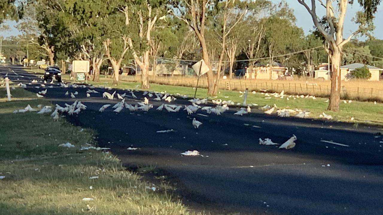 A number of little corellas lie dead by the roadside after being struck by vehicles on a road in Clifton.