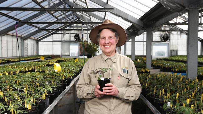 Margot White horticulturist. Getting ready for the annual tomato plant sale at the Royal Tasmanian Botanical Gardens. Picture Nikki Davis-Jones