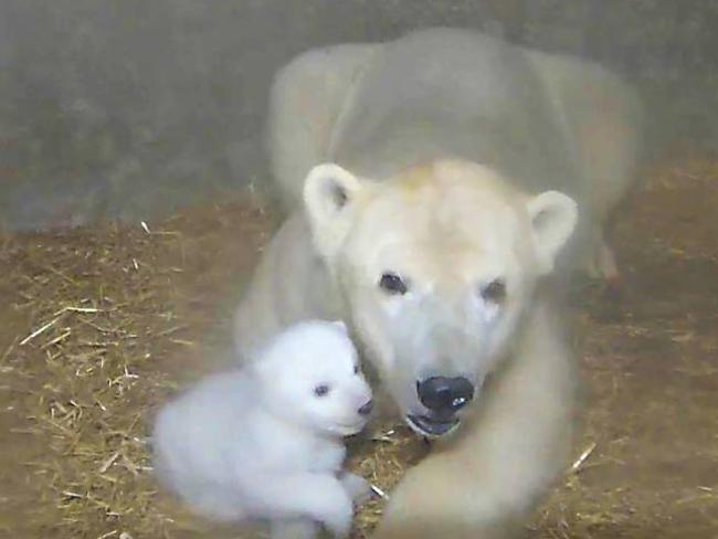 Protective mum ... the new cub cuddles up to his mum, Vilma. Picture: Facebook/Zoo Rostock &amp; Darwineum