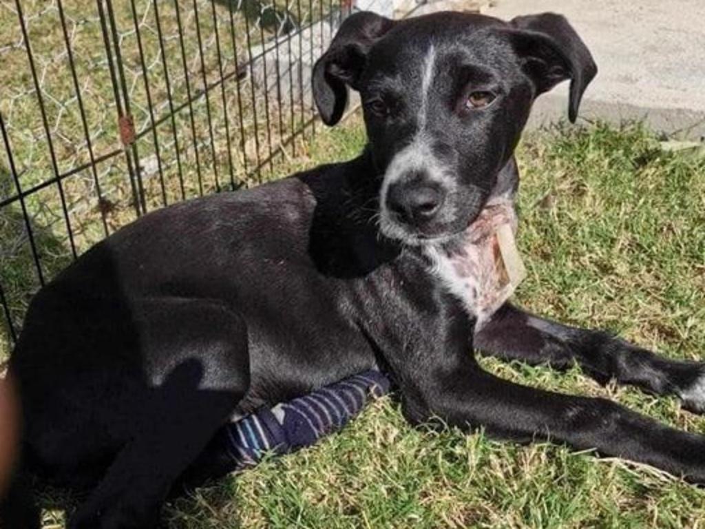 This approximately three or four month old puppy was recently found on the side of a highway in North Queensland with a slashed throat. The border collie cross is now in the care of the DARE Rescue group in Brisbane. Picture: Facebook