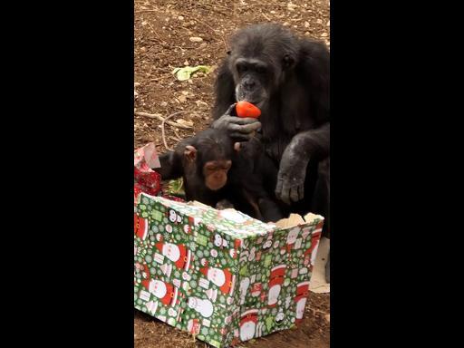 Aussie zoo holds annual Chimp-mas celebrations