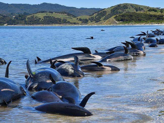 This is the worst stranding in New Zealand in recent history. Picture: AFP/Marty Melville.