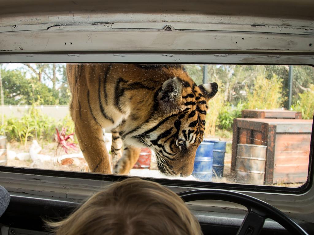 Three Rare Tiger Cubs Debut at Taronga Zoo Sydney