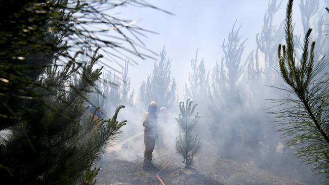 CFS staff fight a fire in a pine tree plantation at Mt Crawford on Sunday. Picture: Tricia Watkinson