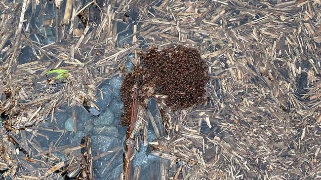 Red imported fire ants clumping in floodwater near the Gold Coast. Picture: Invasive Species