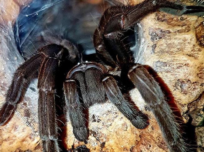 A tarantula. icture: Supplied