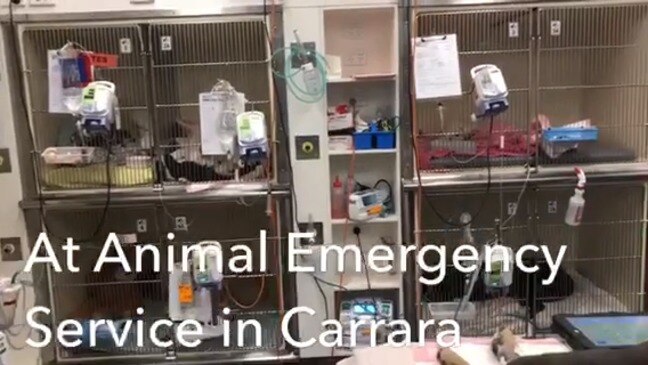 Day in the life at Animal Emergency Service Carrara