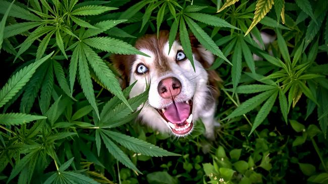 The Comedy Pet Photography Awards 2023Corinna Mooser from Dbendorf, SwitzerlandTitle: So this is the source of happiness.Description: That explains so much :D (Don't worry, it's just regular hemp for industry)Animal: RunaLocation of shot: Dbendorf, Zurich