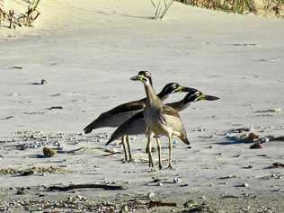 PICTURE OF THE DAY: Brooms Head local Stephen Otton snapped a picture of these Beach Thick-knees at Lake Cakora. They are quite a rare site these days according to the photographer. Picture: Stephen Otton