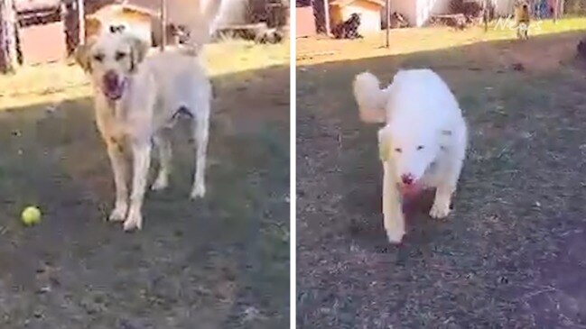 Special needs dog gets along with a little help from her friend