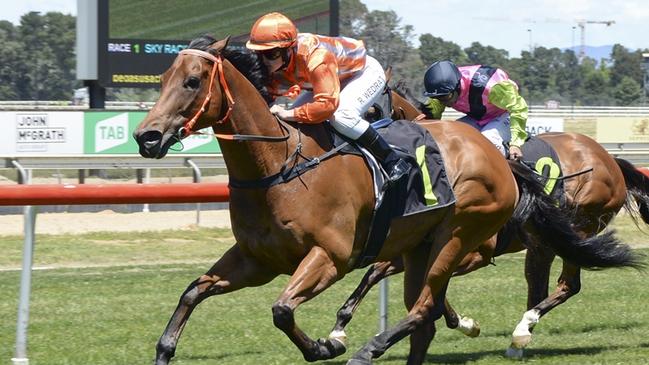 Major Time is looking to salute in the Cowra Japan Cup. Picture: Bradley Photos