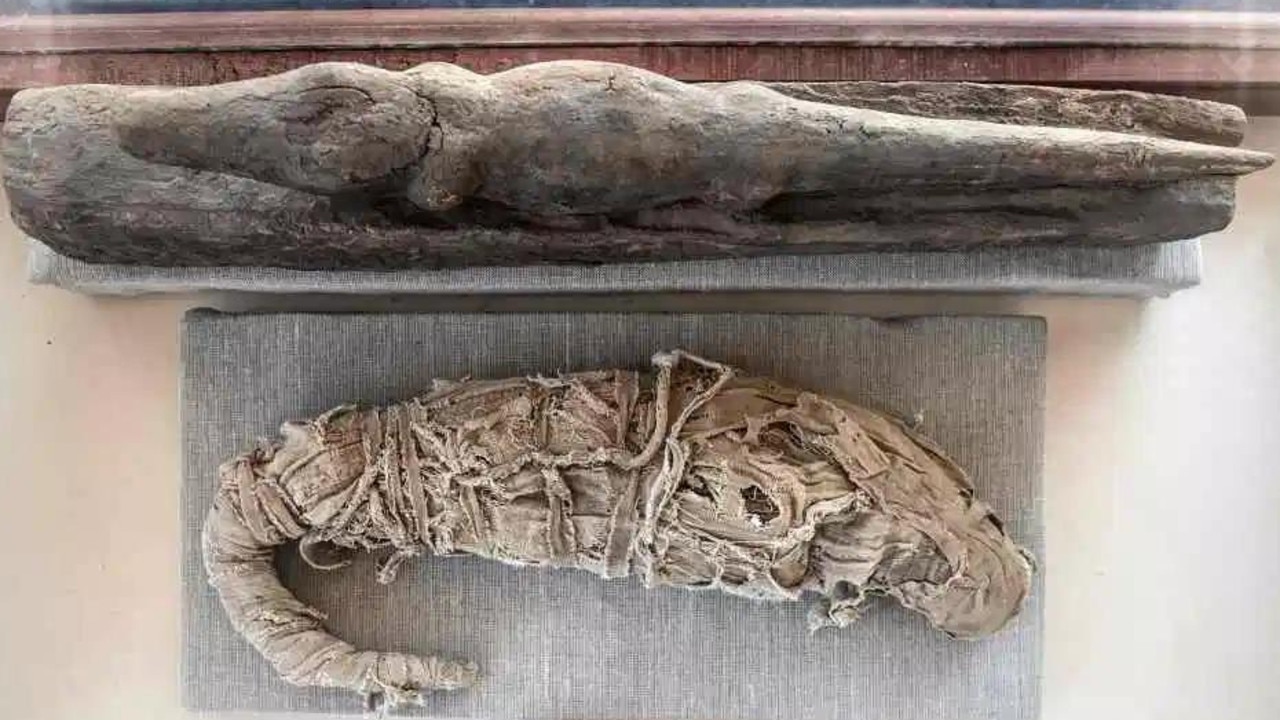 Egyptian archaeologists find mummified animals at Saqqara | KidsNews