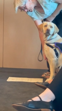 Zoe the therapy dog gets sworn into the Federal Circuit and Family Court in Hobart