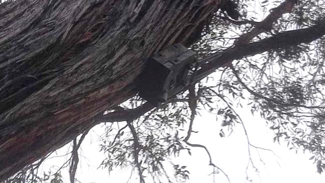 One of the sophisticated cameras, seen in a tree.