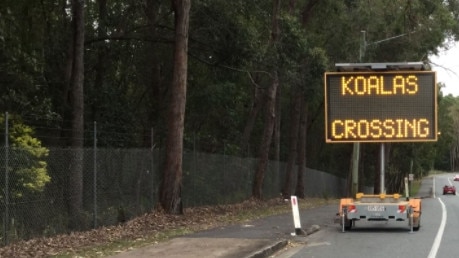 Koala protection measures have been implemented on Gold Coast roads.