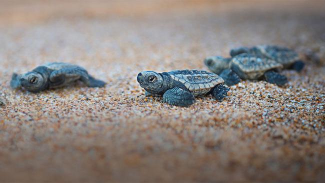 February: Great Barrier Reef,   Queensland Yes, it’s the wet season in the north of Queensland, and monsoonal rain, cyclones and stingers probably aren’t on your holiday wishlist – but hear us out. February tends to mean fewer tourists, cheaper prices and baby turtles on the beach during hatching season at Mon Repos on the Southern Great Barrier Reef, near Bundaberg. Go this year to take advantage of NRMA Turtle Sands’ opening specials on beach villas, glamping tents and campsites.