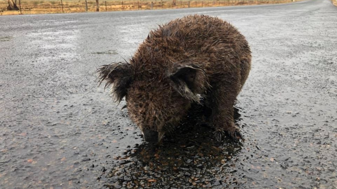 Fears for Koala population after bushfire crisis