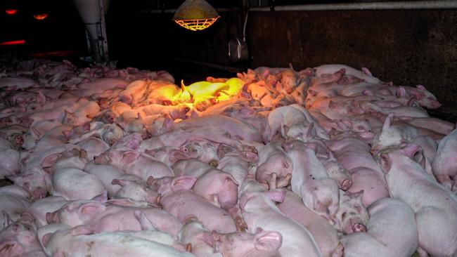 Piglets sleep on top of each other in a weaner pen at Markanda Piggery, Wyuna East VIC. Picture: Farm Transparency Project